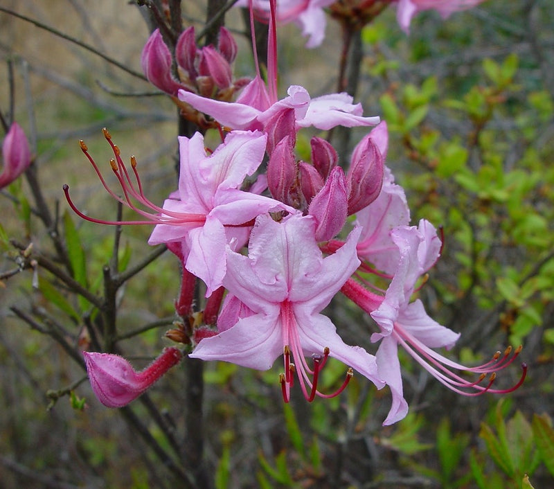 Azalea periclymenoides 