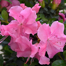 Azalea Bloom-A-Thon Pink Adoration 