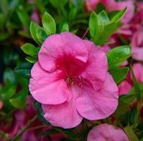 Azalea Bloom-a-Thon Pink Cupcake 