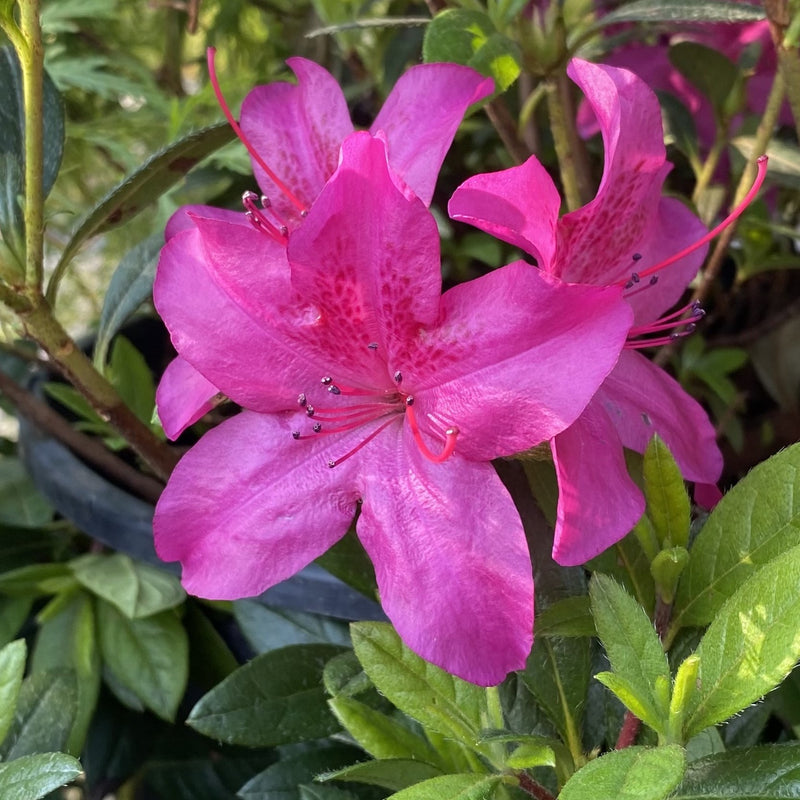 Azalea Bloom-a-Thon Purple 