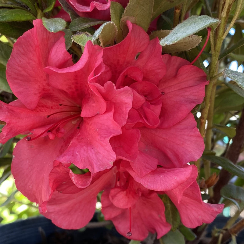Azalea Bloom-A-Thon Red Magnificence 