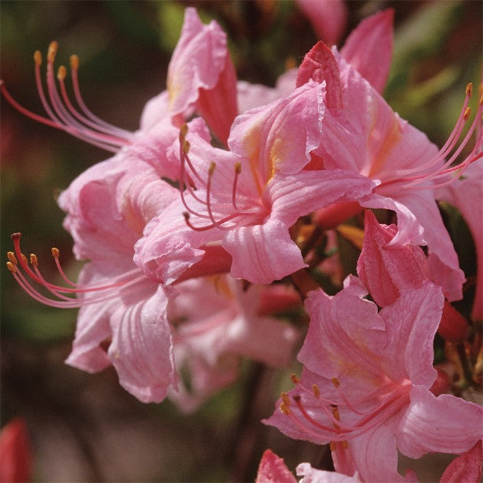 Azalea Candy Lights 