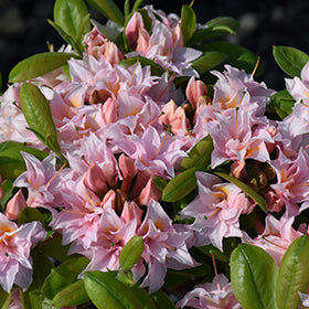 Azalea EL Double Pink 