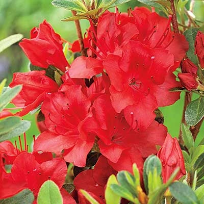 Azalea EL Red 