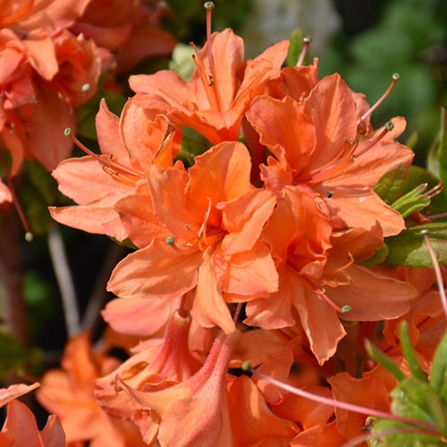 Azalea Mandarin Lights 