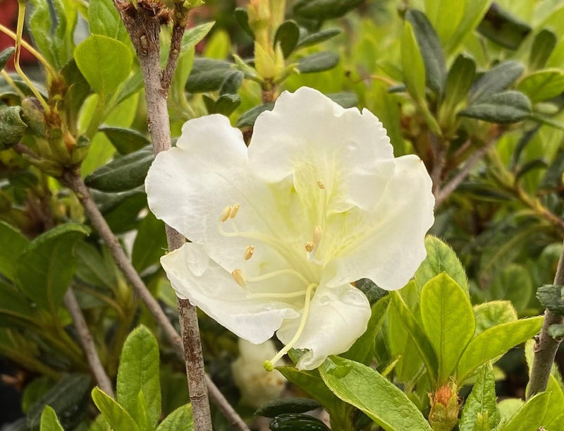 Azalea Bloom-a-Thon Pearl 