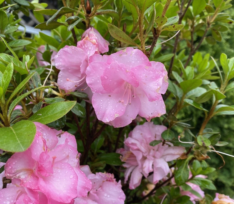 Azalea Bloom-a-Thon Pink Snowcap 