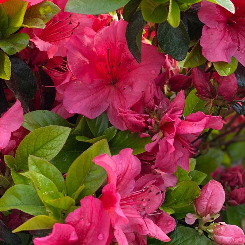 Azalea Girard Crimson 