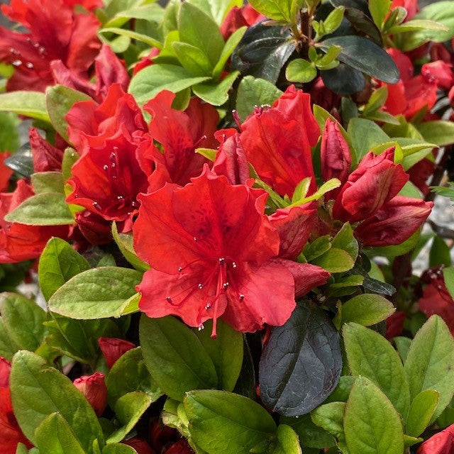 Azalea Girards Hot Shot 