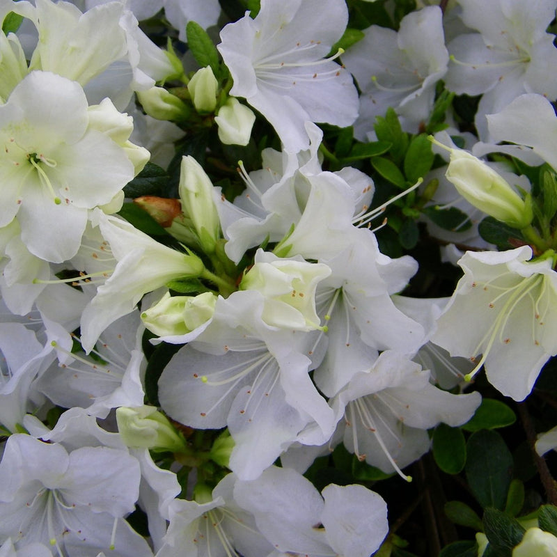Azalea Girard&