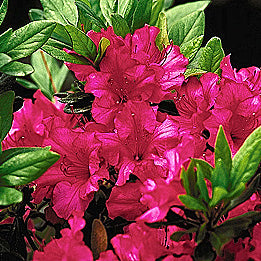 Azalea Girards Rose 