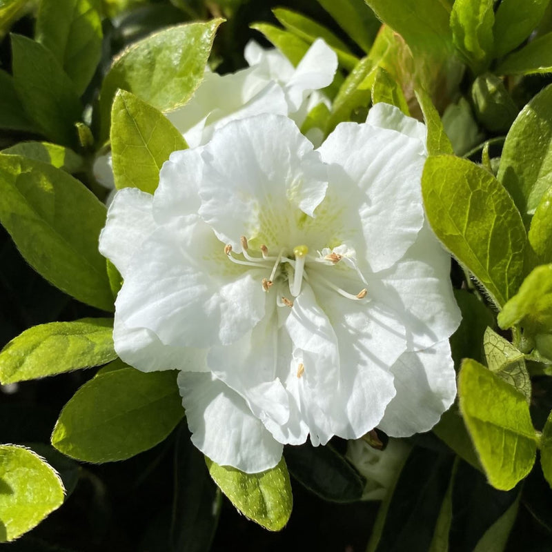 Azalea Helen Curtis 