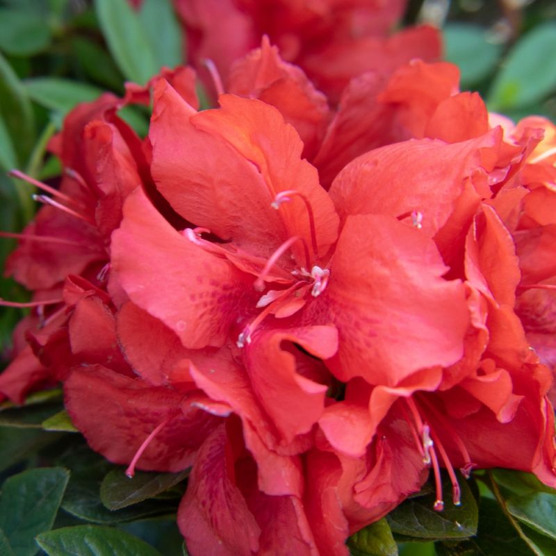 Azalea x Ever After Ruby 