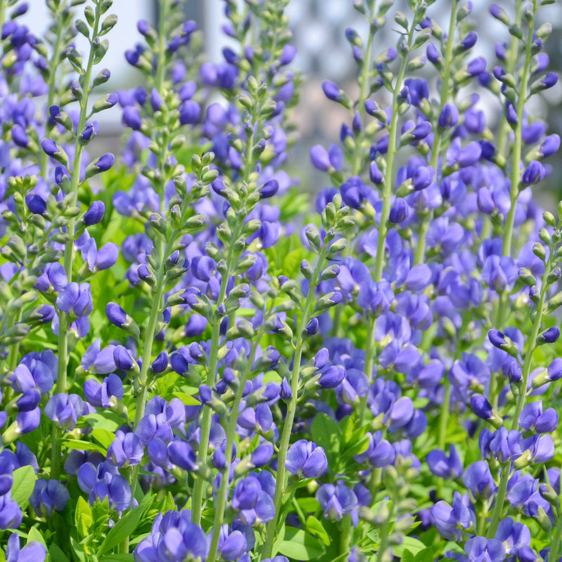 Baptisia australis 