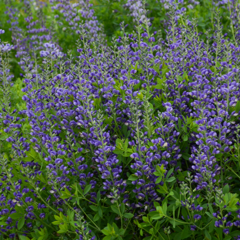 Baptisia Blueberry Sundae PW