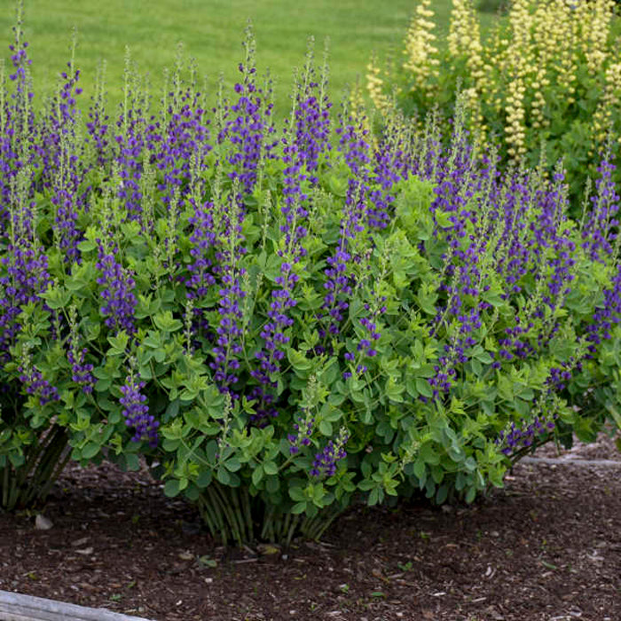 Baptisia Sparkling Sapphires PW