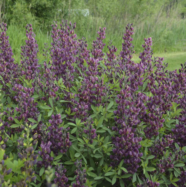 Baptisia Burgundy Blast 