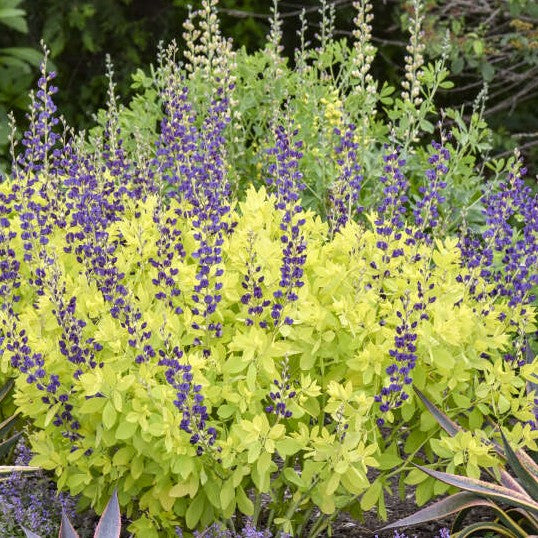 Baptisia Golden Anniversary PW
