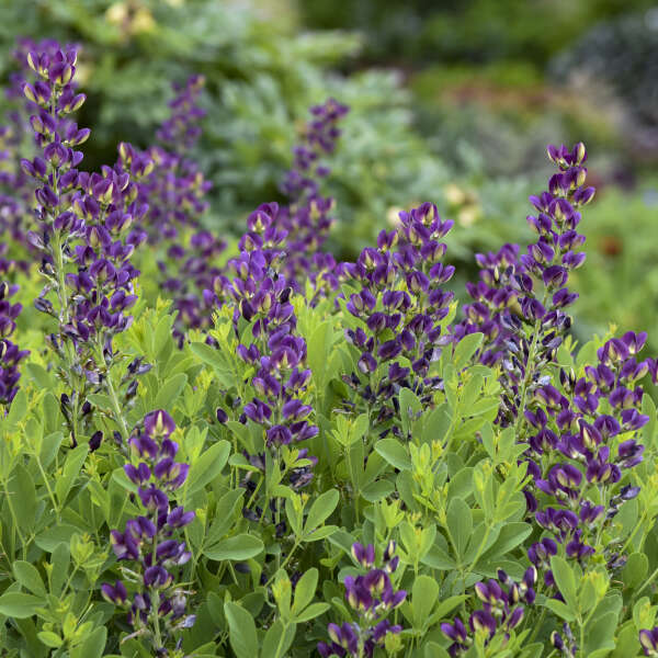 Baptisia Grape Taffy 