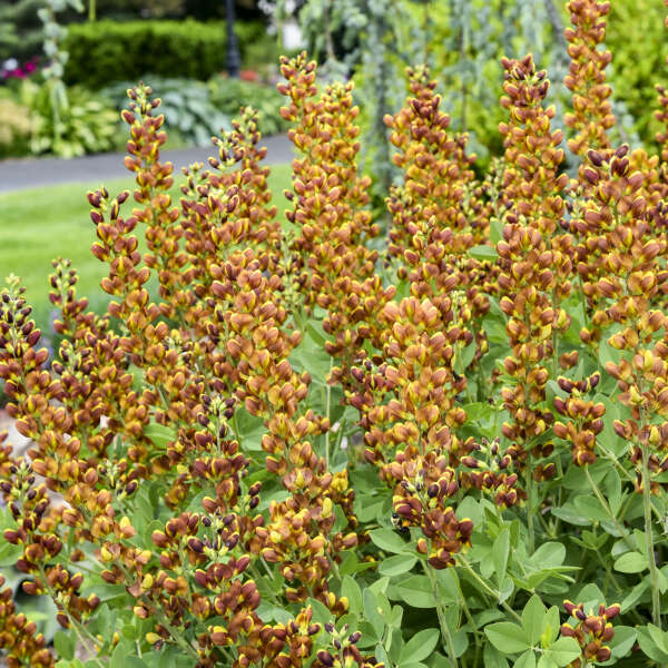 Baptisia Honey Roasted 