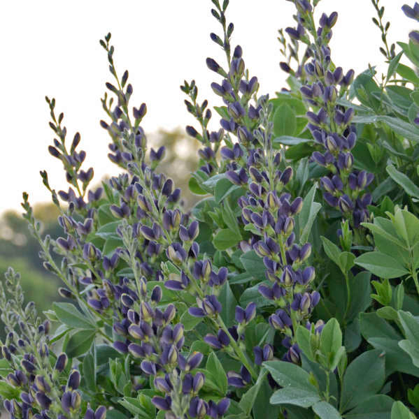 Baptisia Indigo Spires 