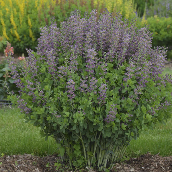 Baptisia Violet Dusk 