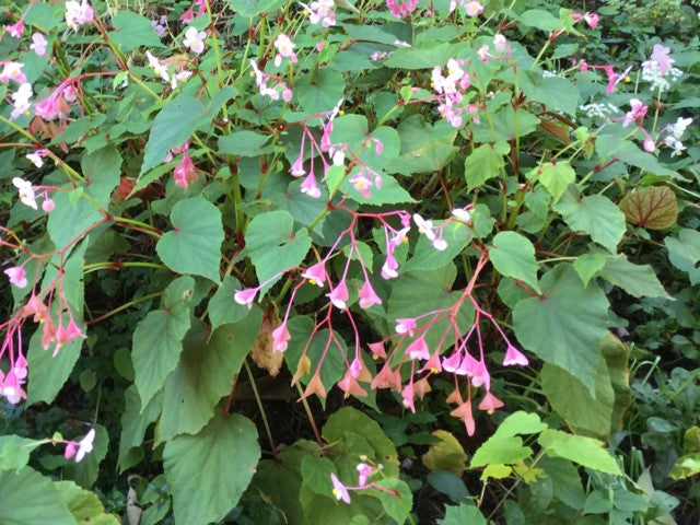 Begonia grandis mix 1qt