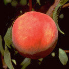 Fruit-Peach-Belle of Georgia Dwarf 