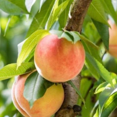 Fruit-Peach-Belle of Georgia Dwarf 