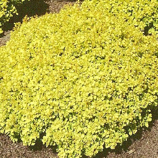 Berberis t Bonanza Gold 