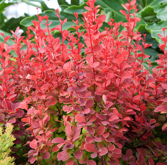 Berberis t Orange Rocket 