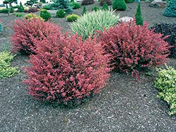 Berberis t Rose Glow 