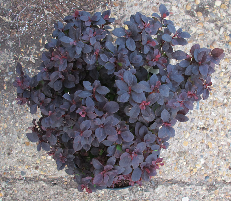 Berberis t Concorde 