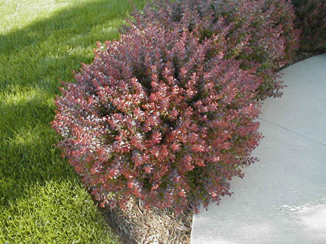 Berberis t Crimson Pygmy 