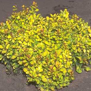 Berberis t Golden Nugget 