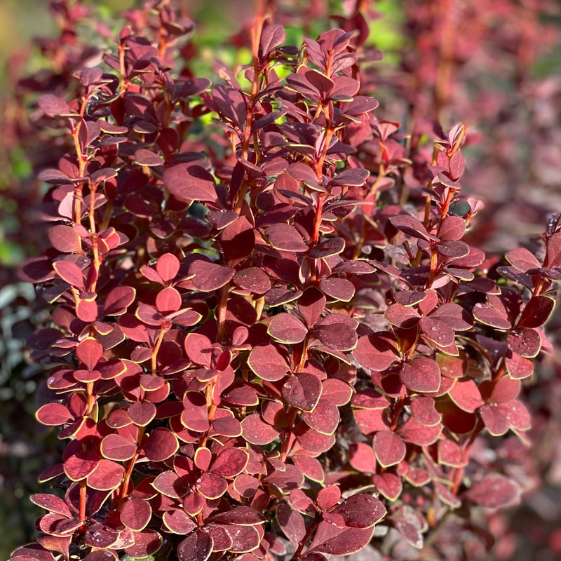 Berberis t Orange Rocket 