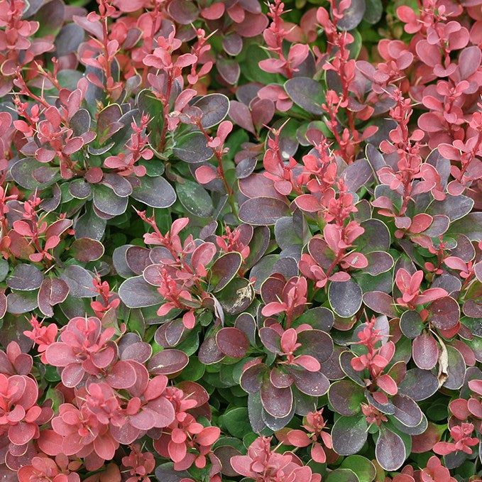 Berberis t Mini Salsa  