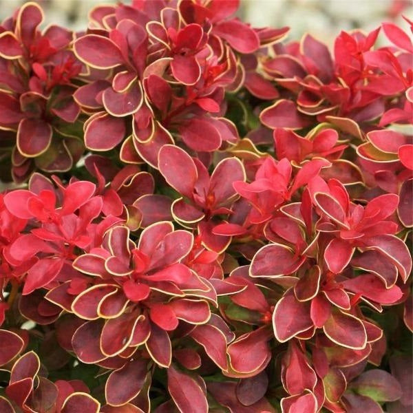 Berberis t Admiration 