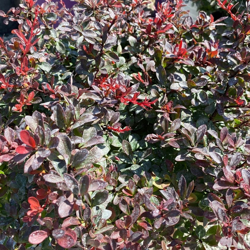 Berberis t Cabernet 