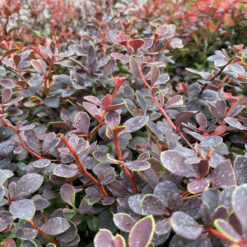 Berberis t Crimson Cutie 