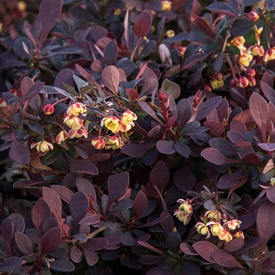 Berberis t Lava Nugget 