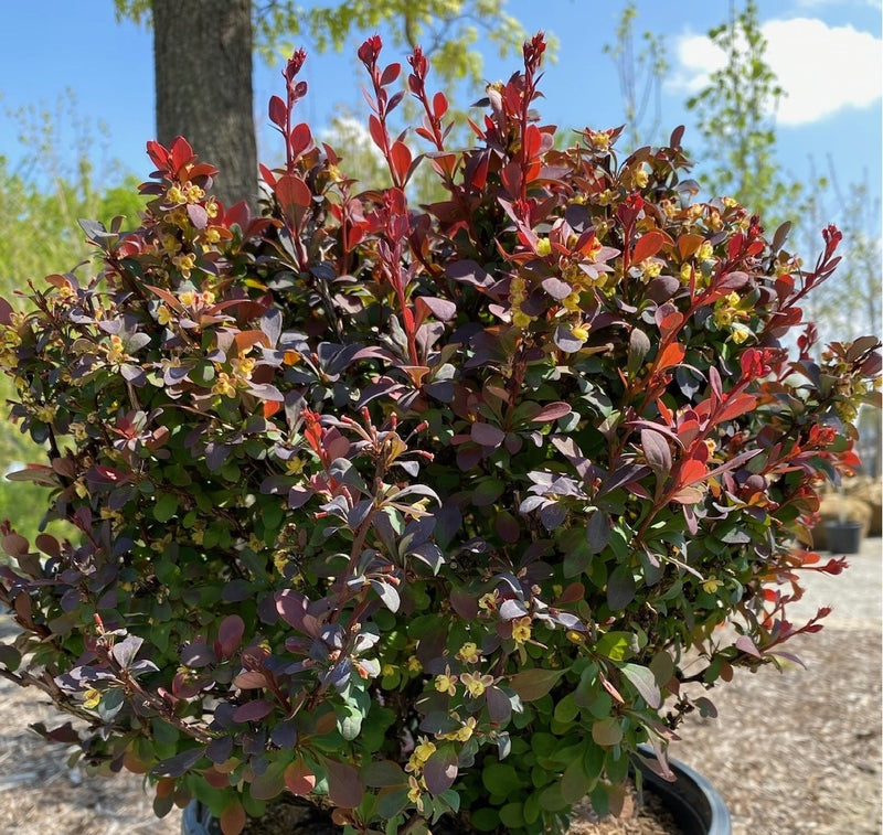 Berberis t Mini Maroon 