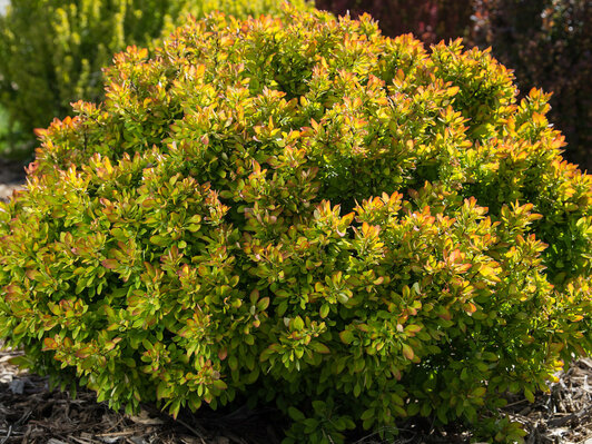 Berberis t Moscato 