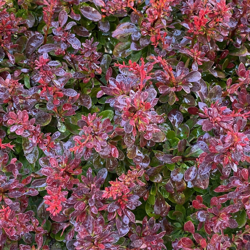 Berberis t Bagatelle 