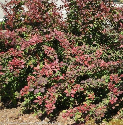 Berberis t Cherry Bomb 