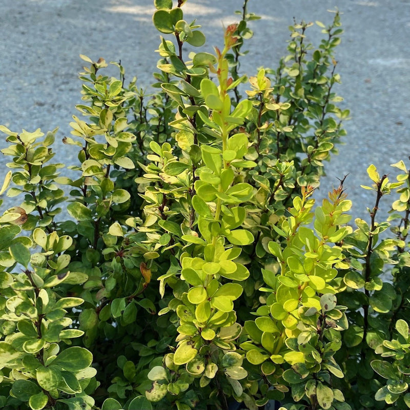 Berberis t Golden Rocket 