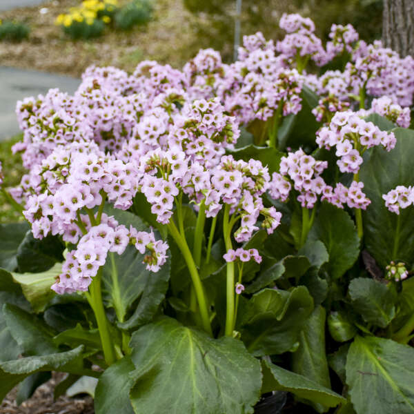 Bergenia Fairytale Romance 