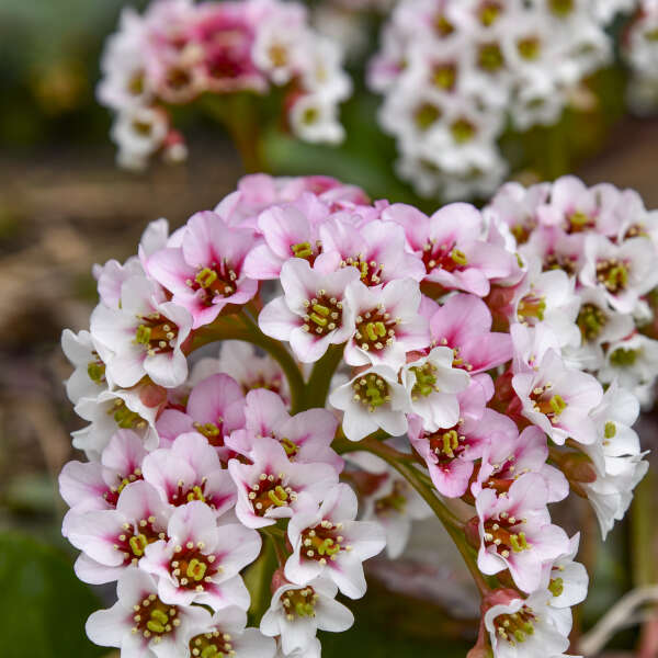 Bergenia Peppermint Patty PW