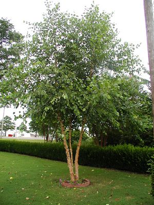 Betula n Heritage clump 16&