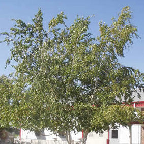Betula Whitespire clump 10&